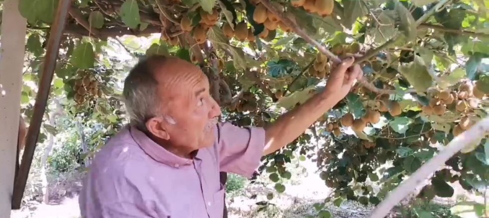 KAHRAMANMARAŞ’TA DEVLET DESTEKLİ KİVİ ÜRETİMİ BAŞLADI