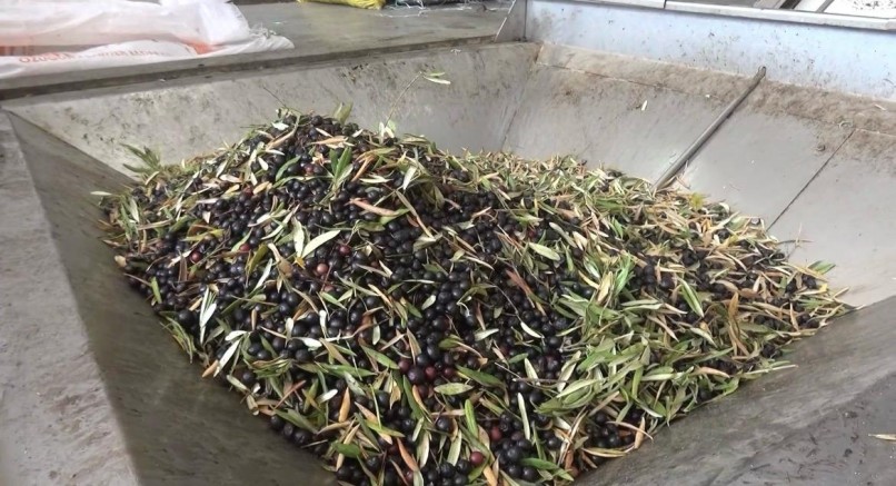 KAHRAMANMARAŞ’TA 5 BİN TON SIZMA ZEYTİNYAĞI ÜRETİLDİ