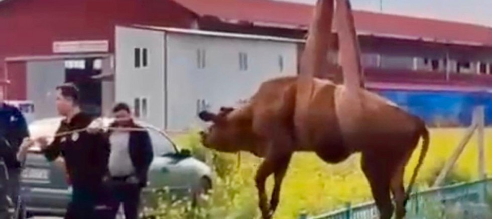 KAHRAMANMARAŞ’TA SU KANALINA DÜŞEN İNEK İTFAİYE EKİPLERİNCE KURTARILDI