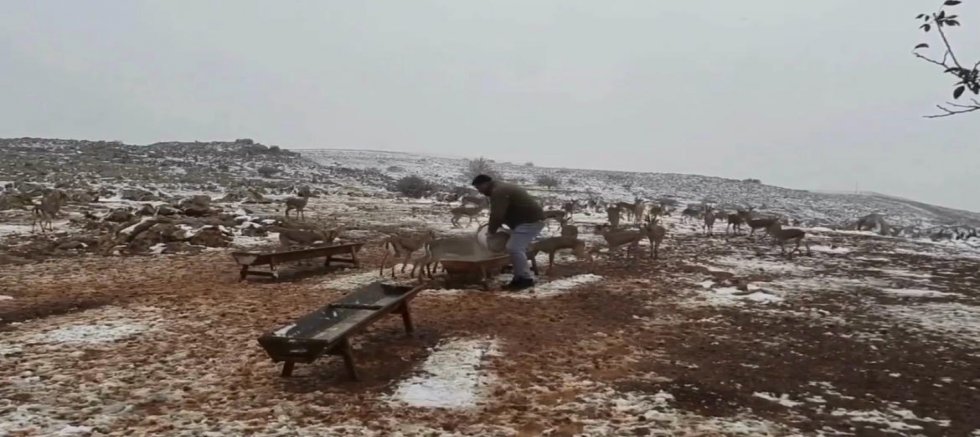 HATAY DAĞ CEYLANLARI DÖRT YIL SONRA KARLA BULUŞTU