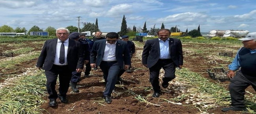 KAHRAMANMARAŞ’TA BEYAZ ALTIN HASADI YAPILDI