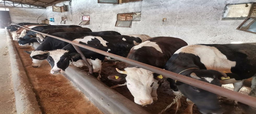 KAHRAMANMARAŞ’TA KURBAN PAZARLARINDA HAREKETLİLİK BAŞLADI