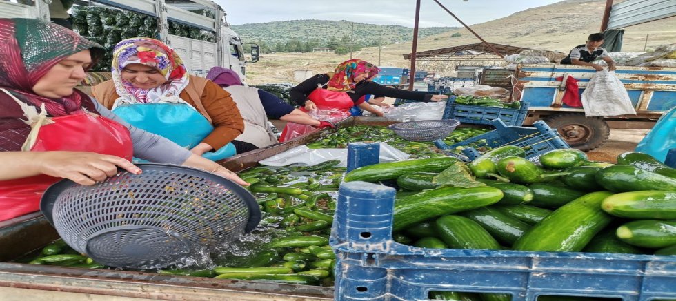 -KAHRAMANMARAŞ'TA SALATALIK HASADI BAŞLADI: 35 BİN TON REKOLTE BEKLENİYOR