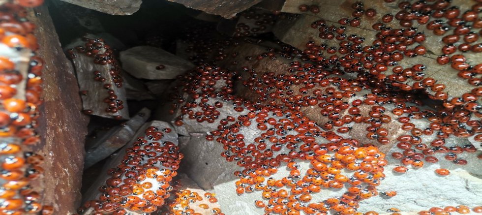 -KAHRAMANMARAŞ’TA ULUDAZ TEPESİNDE UĞUR BÖCEKLERİ FOTOĞRAFLANDI