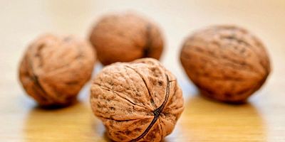 ÇAĞLAYANCERİT CEVİZİ AB’DEN COĞRAFİ TESCİL ALDI