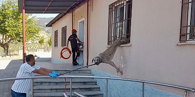 Kahramanmaraş’ta demir korkuluklara sıkışan köpek