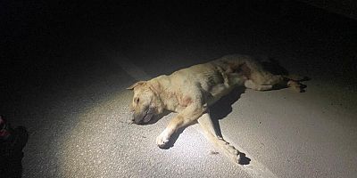 Kahramanmaraş’ın Elbistan ilçesinde otomobilin çarptığı köpek telef oldu.