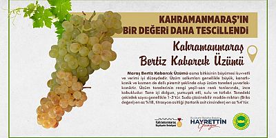 KAHRAMANMARAŞ BERTİZ KABARCIK ÜZÜMÜ TESCİLLENDİ