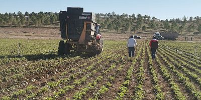 Kahramanmaraş’ta 350 bin ton pancardan yaklaşık 32 bin ton şeker üretildi.