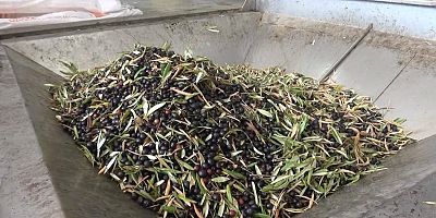 KAHRAMANMARAŞ’TA 5 BİN TON SIZMA ZEYTİNYAĞI ÜRETİLDİ