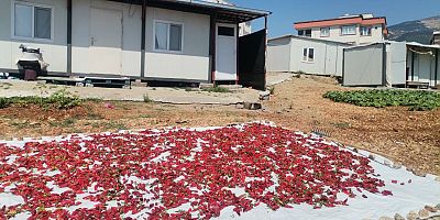KAHRAMANMARAŞ'TA 50 BİN TON MARAŞ BİBERİ ÜRETİLDİ