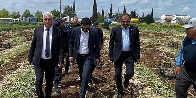 KAHRAMANMARAŞ’TA BEYAZ ALTIN HASADI YAPILDI