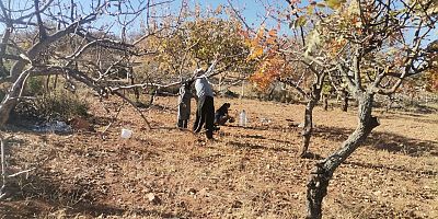KAHRAMANMARAŞ’TA FISTIK AĞAÇLARINDA BUDAMA SEZONU BAŞLADI