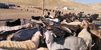 - Kahramanmaraş’ın 1800 rakımlı yaylalarında göçerler şehir ve ülke ekonomisine katma değer sunuyorlar