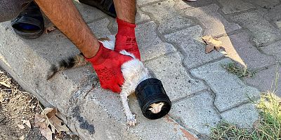 Kahramanmaraş’ın Onikişubat ilçesinde kafası sıkışan bir kedi