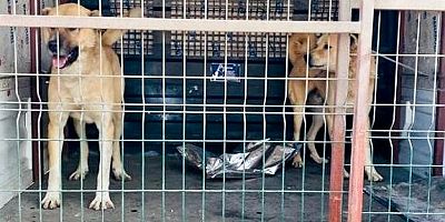 KAHRAMANMARAŞ’TA KÖPEK DÖVÜŞTÜRÜCÜLERİNE REKOR CEZA