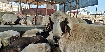 KAHRAMANMARAŞ’TA KURBANLIK TELAŞI