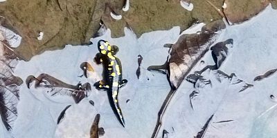 KAHRAMANMARAŞ’TA NESLİ TEHLİKE ALTINDAKİ ANADOLU SEMENDERLERİ HAVUZDA GÖRÜNTÜLENDİ