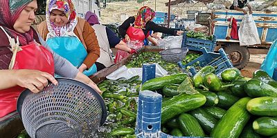 -KAHRAMANMARAŞ'TA SALATALIK HASADI BAŞLADI: 35 BİN TON REKOLTE BEKLENİYOR