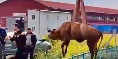 KAHRAMANMARAŞ’TA SU KANALINA DÜŞEN İNEK İTFAİYE EKİPLERİNCE KURTARILDI