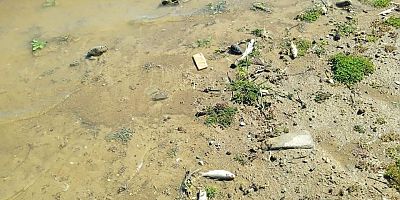 KAHRAMANMARAŞ’TA TOPLU BALIK ÖLÜMLERİ ENDİŞE VERİYOR
