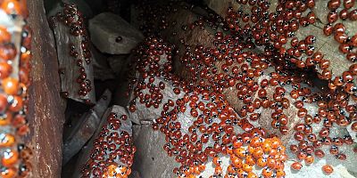 -KAHRAMANMARAŞ’TA ULUDAZ TEPESİNDE UĞUR BÖCEKLERİ FOTOĞRAFLANDI