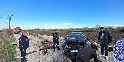 OTOMOBİL HAYVAN SÜRÜSÜNE DALDI: 60 HAYVAN TELEF OLDU, SÜRÜCÜ YARALANDI