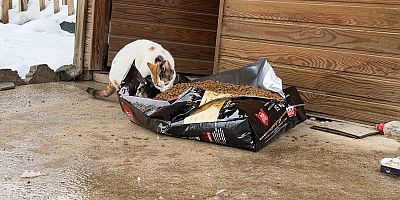 SOĞUK HAVADA KAHRAMANMARAŞ BÜYÜKŞEHİR BELEDİYESİ’NDEN CAN DOSTLARA ŞEFKAT ELİ