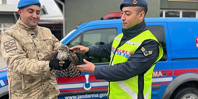 Doğa Koruma Milli Parklar (DKMP) 15. Şube Müdürlüğü ekiplerince koruma altına alındı.