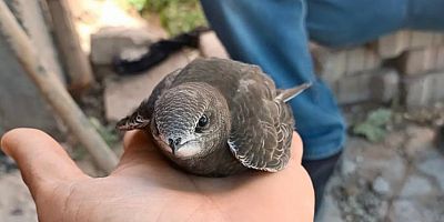 YARALI EBABİL KUŞUNA VATANDAŞLAR SAHİP ÇIKTI