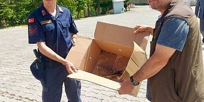 YARALI KERKENEZ YAVRUSUNA JANDARMA SAHİP ÇIKTI  